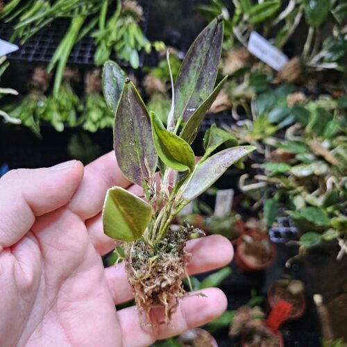 Orchidée miniature - Restrepia striata