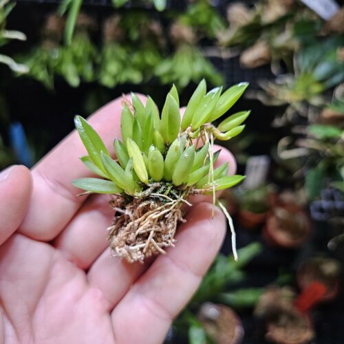 Orchidée miniature - Pleurothallis sarracenia