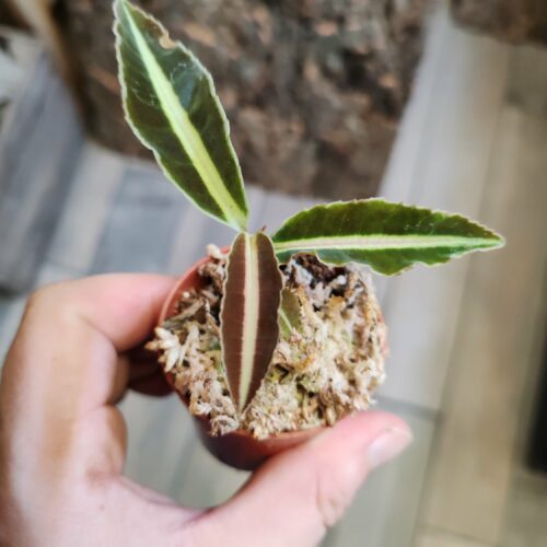 Baby - Labisia "Jabi"