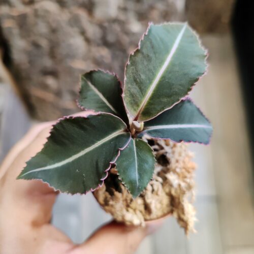 Baby - Labisia "Pumila"