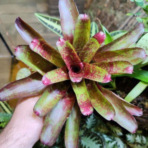 Neoregelia Hot Roadies