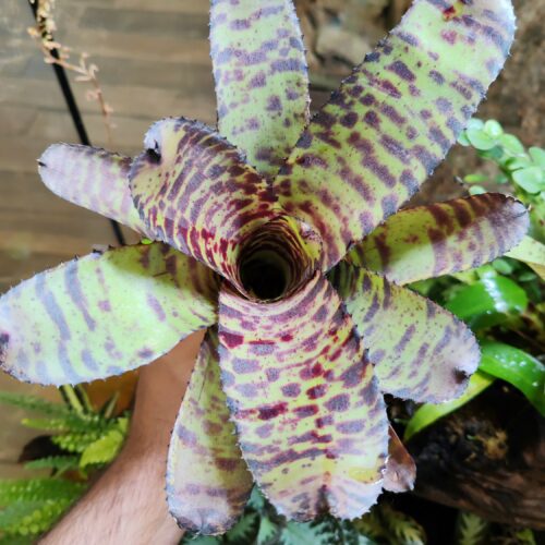 Neoregelia Tiger x Oro