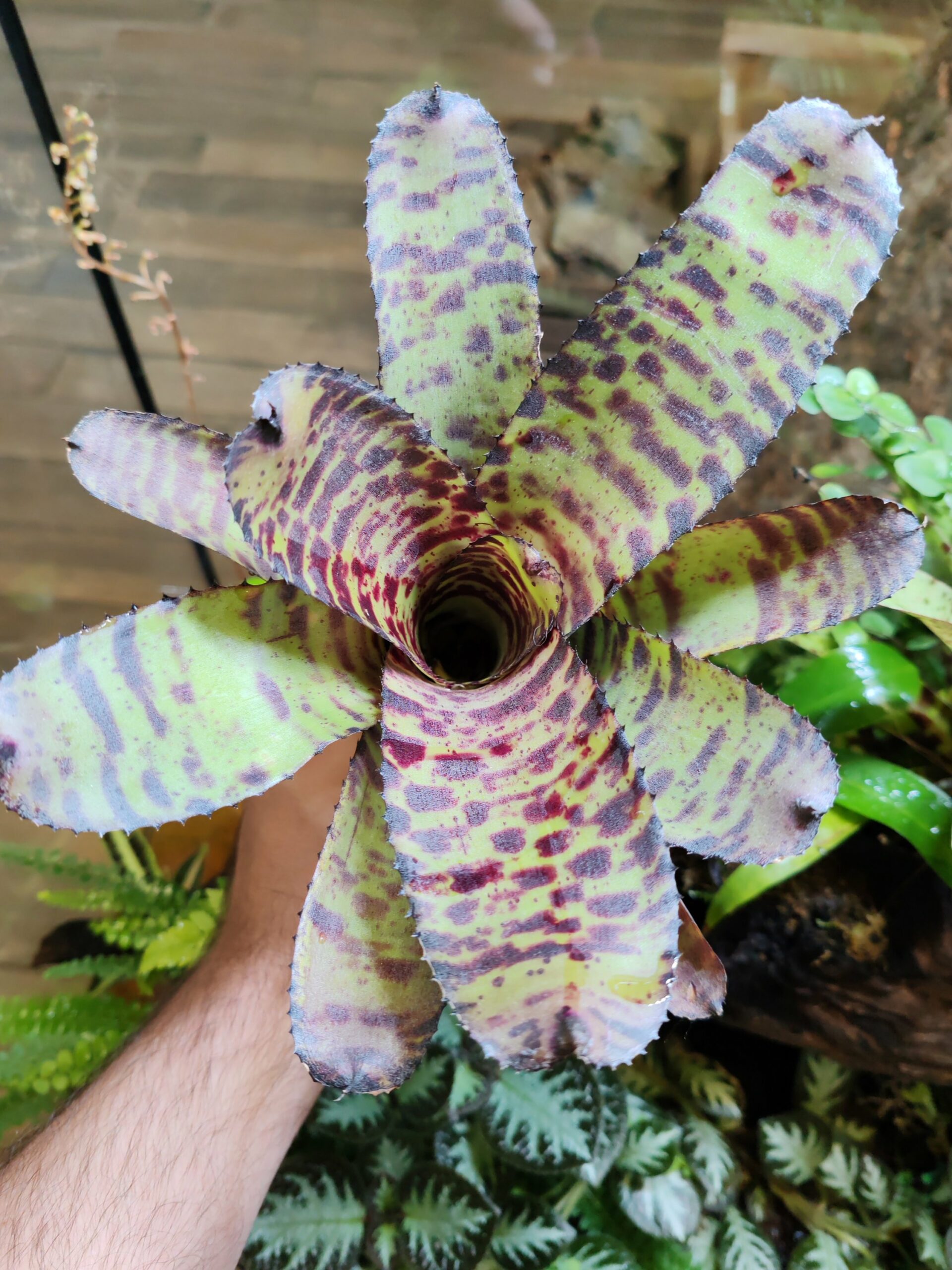 Neoregelia Tiger x Oro