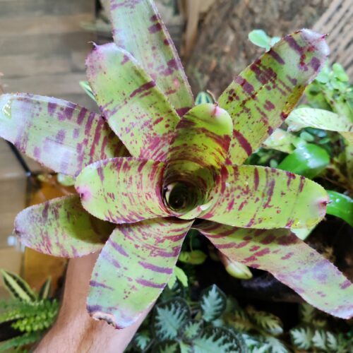 Neoregelia Red Tiger Light
