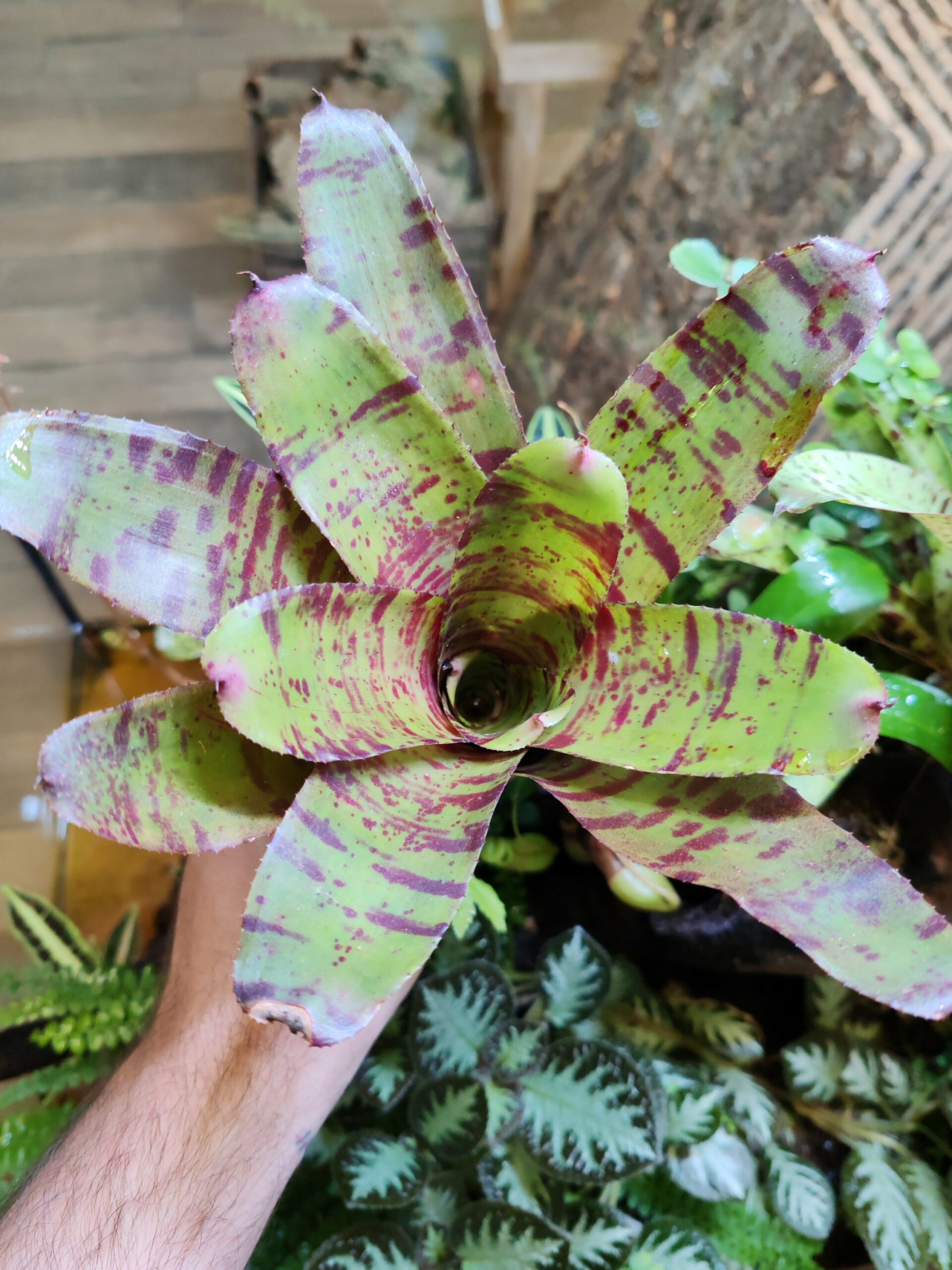 Neoregelia Red Tiger Light