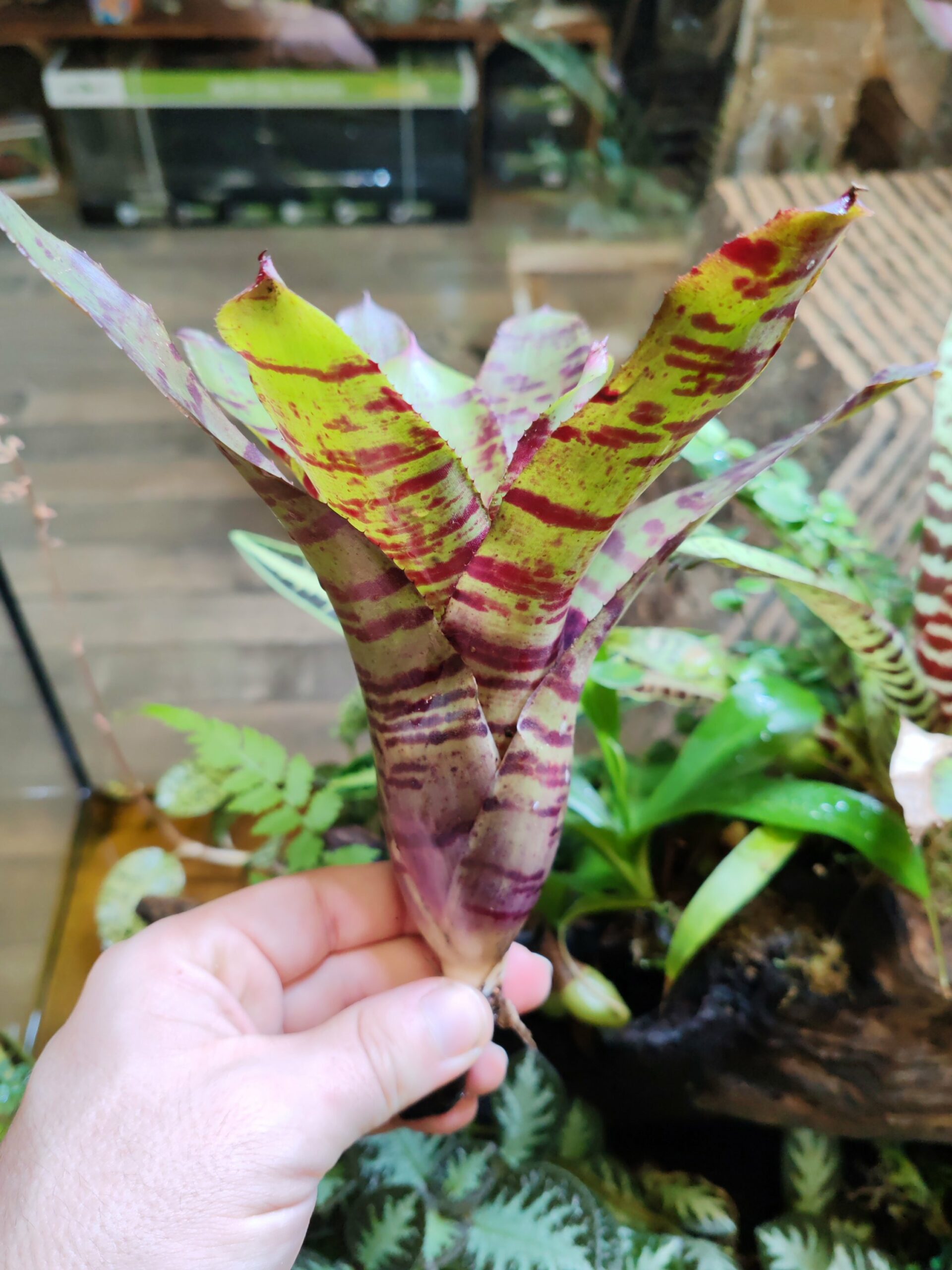 Neoregelia Red Tiger Light – Image 2