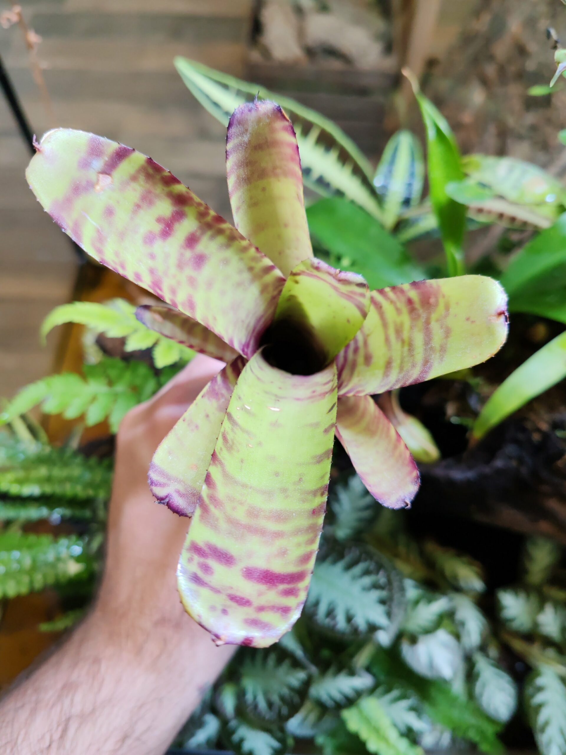 Neoregelia Papaya – Image 2