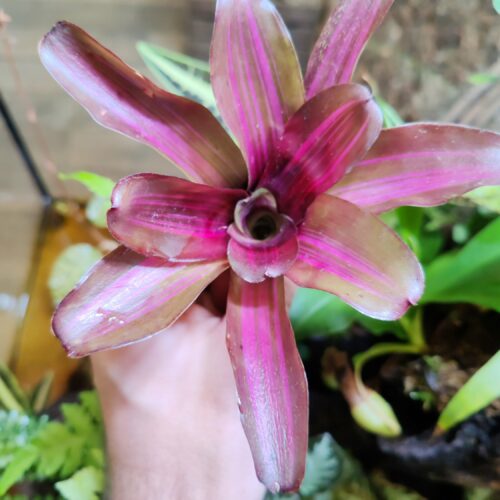 Neoregelia Iris Light