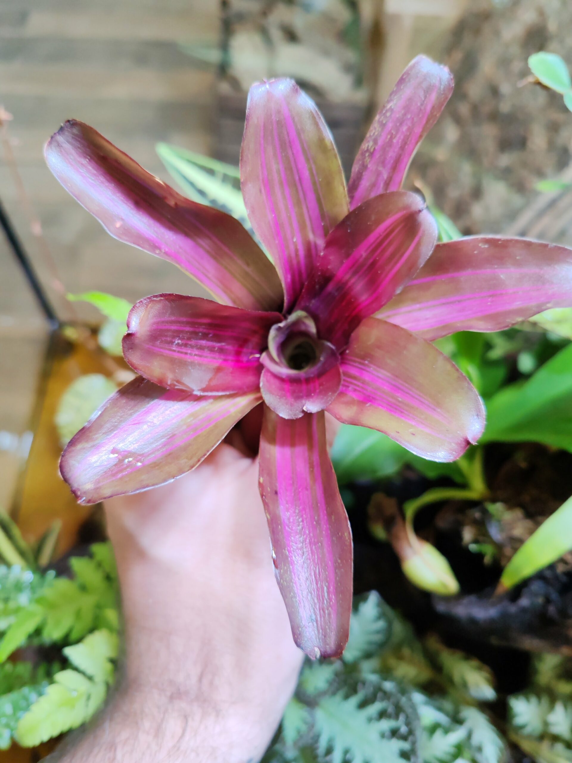 Neoregelia Iris Light