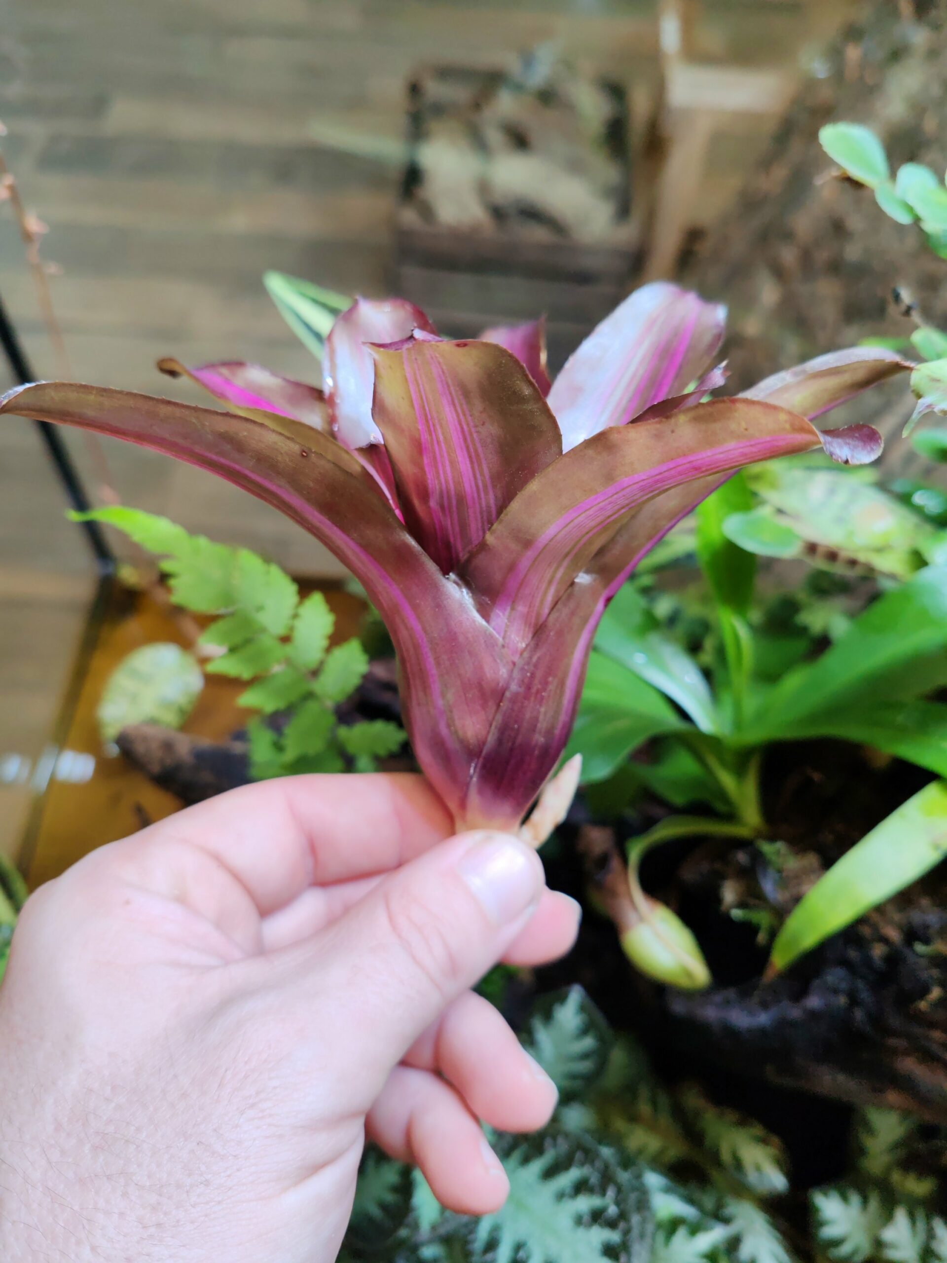 Neoregelia Iris Light – Image 2