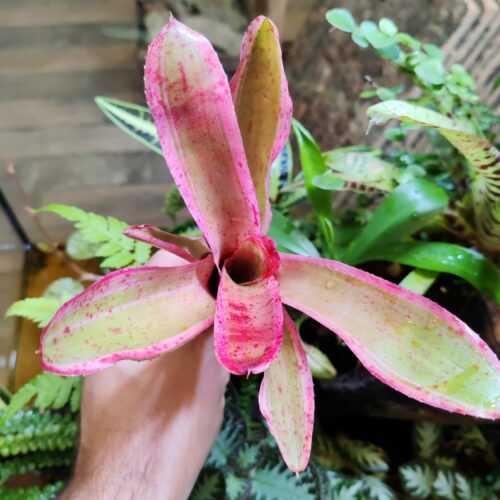 Neoregelia Iphigenie Light