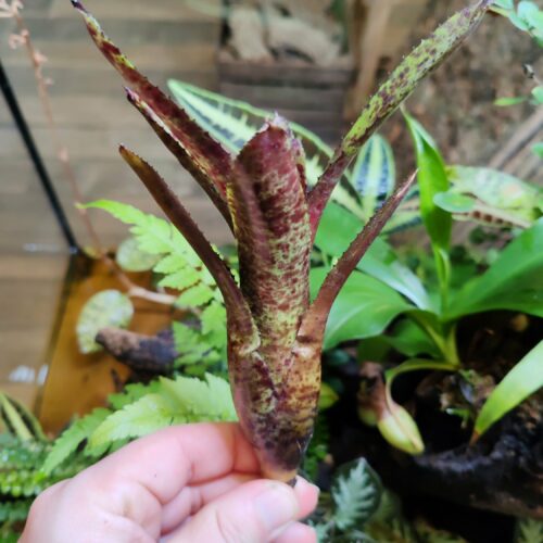 Neoregelia Pepper x Dark