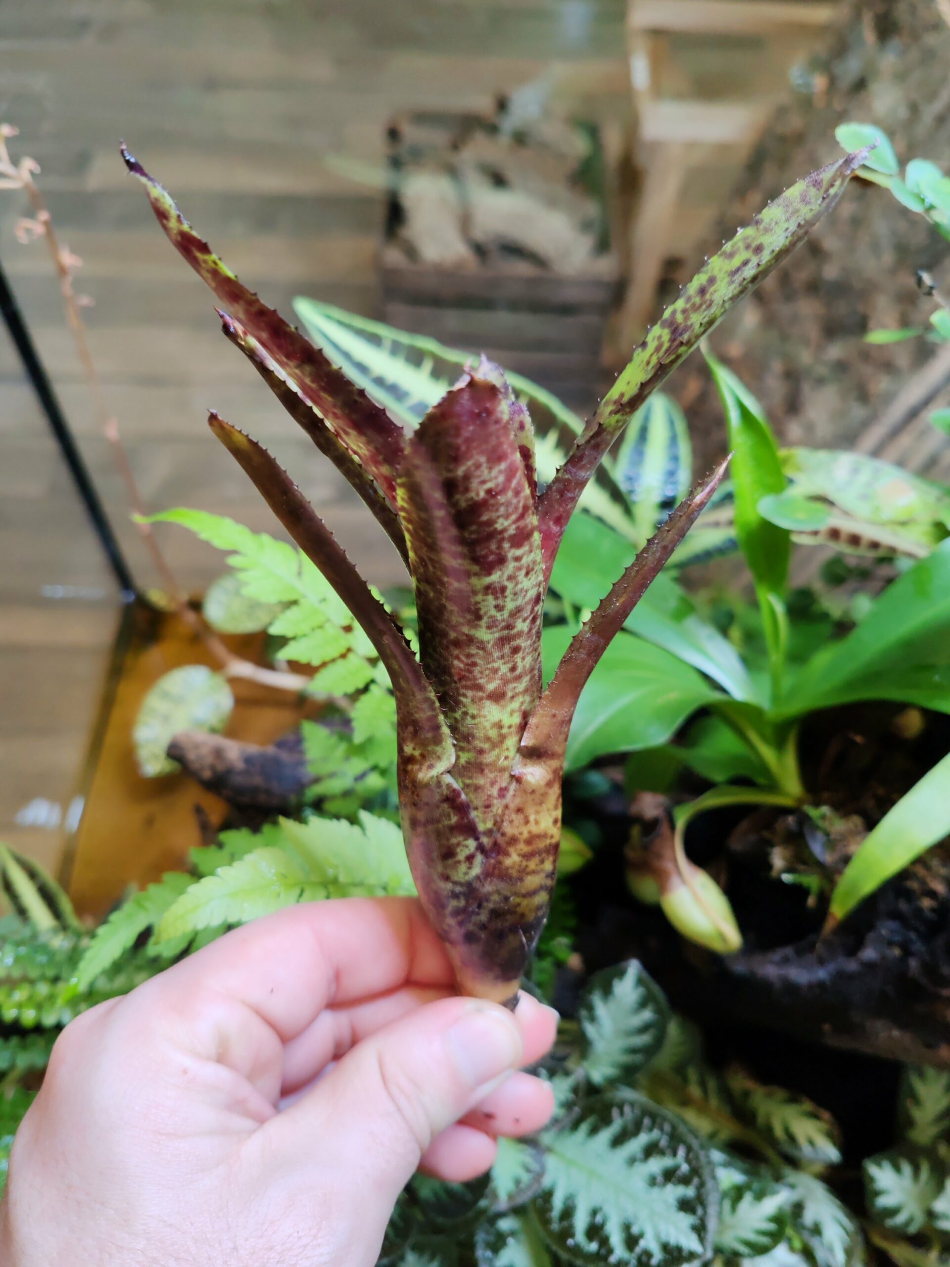 Neoregelia Pepper x Dark