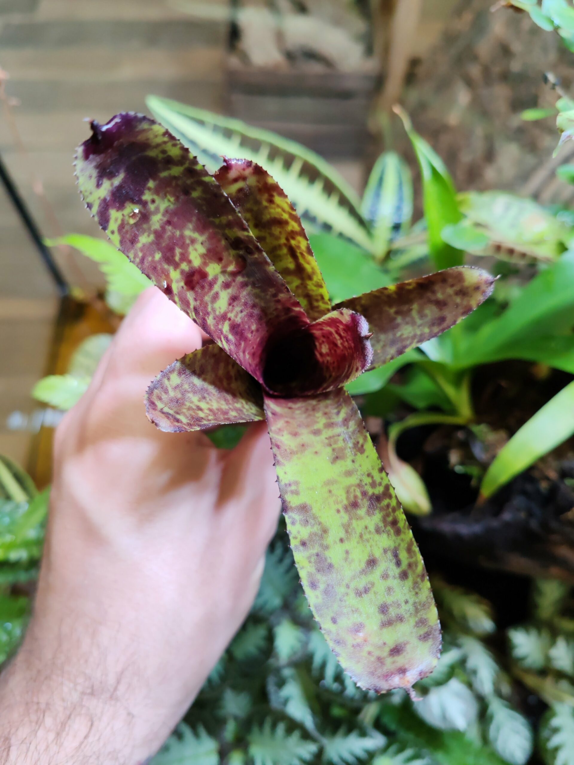 Neoregelia Pepper x Dark – Image 2