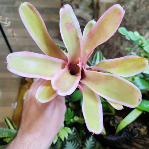 Neoregelia Aquistos