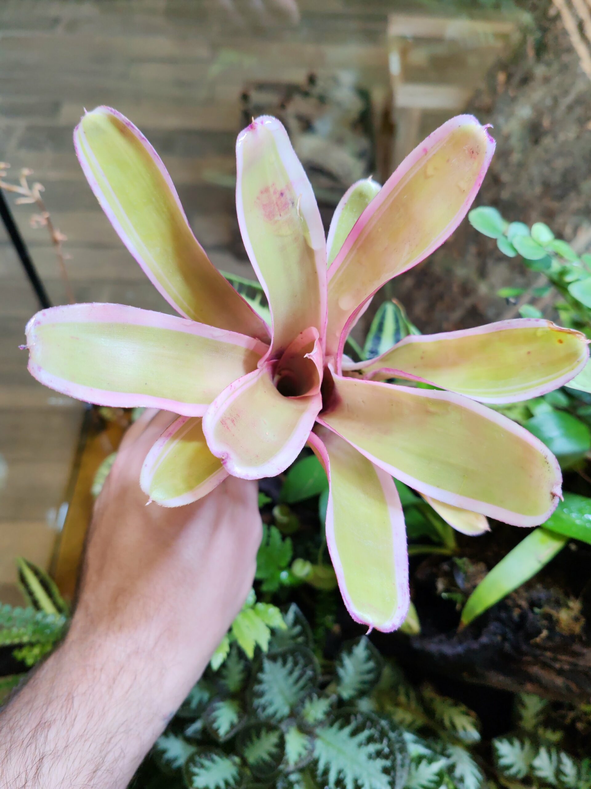 Neoregelia Aquistos