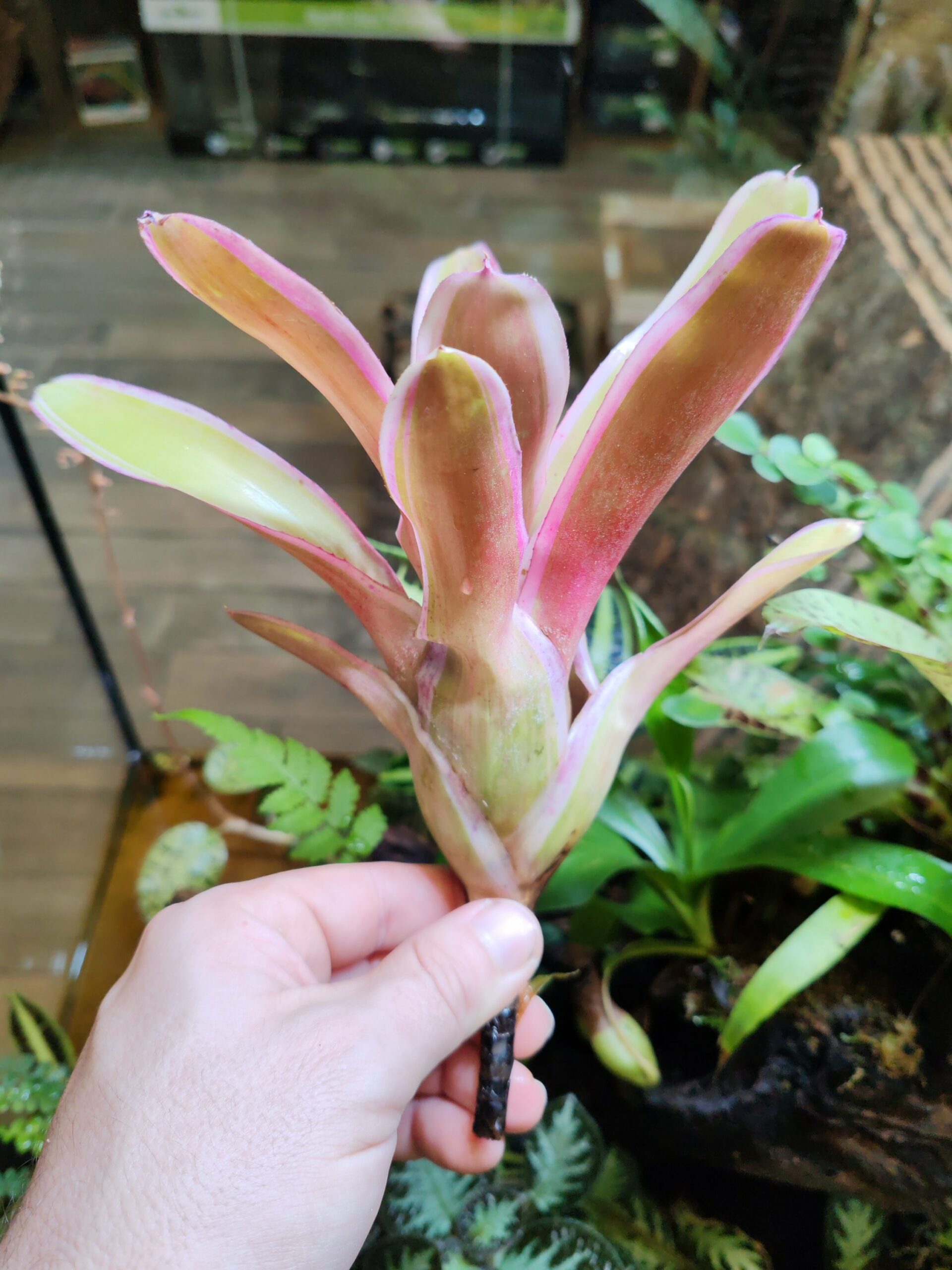 Neoregelia Aquistos – Image 2