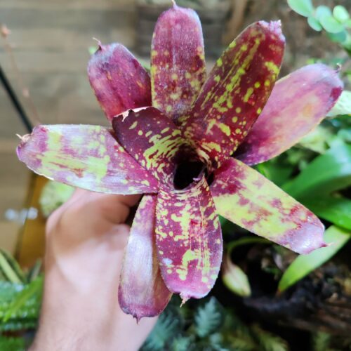 Neoregelia Machupe