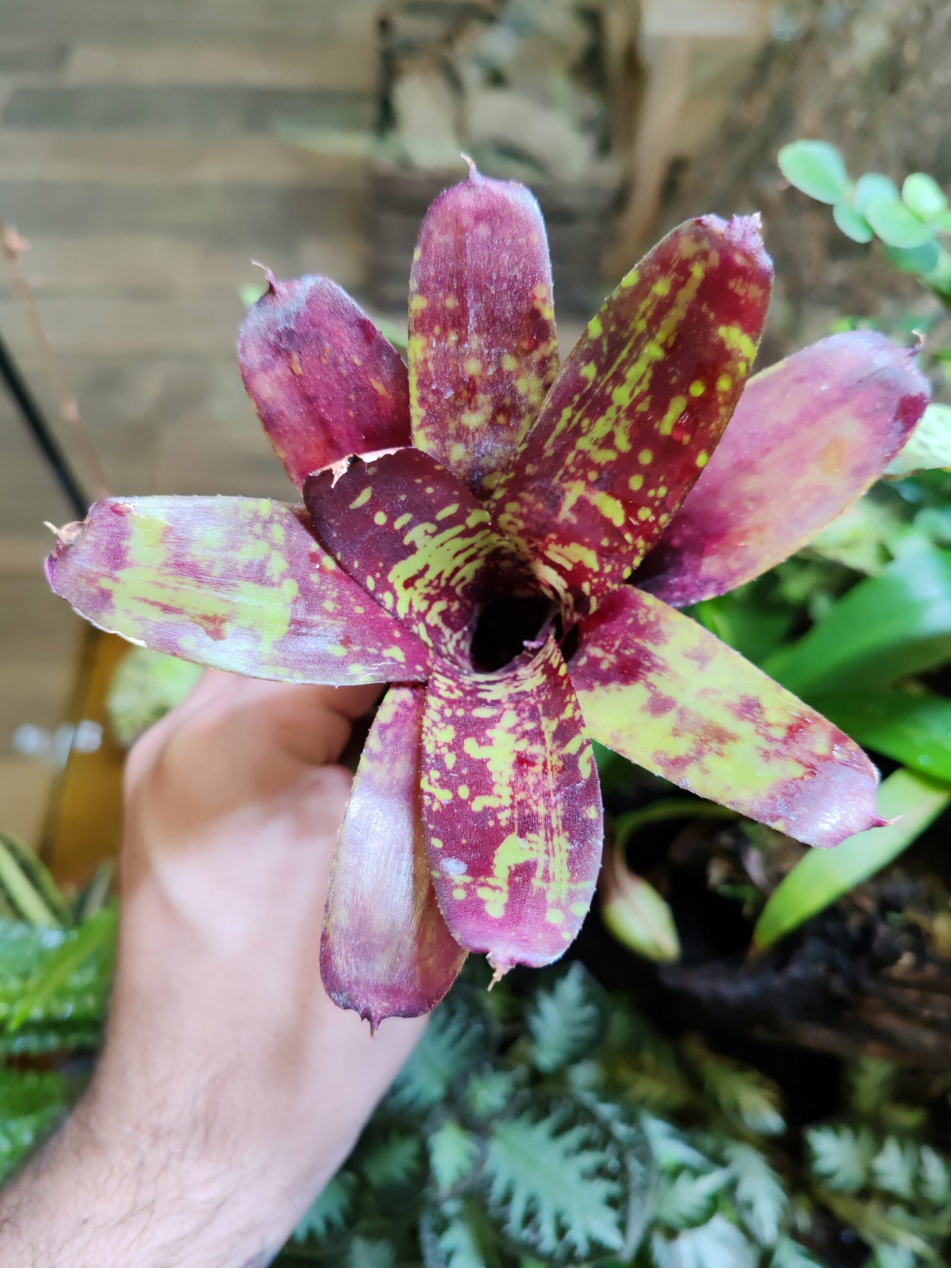 Neoregelia Machupe