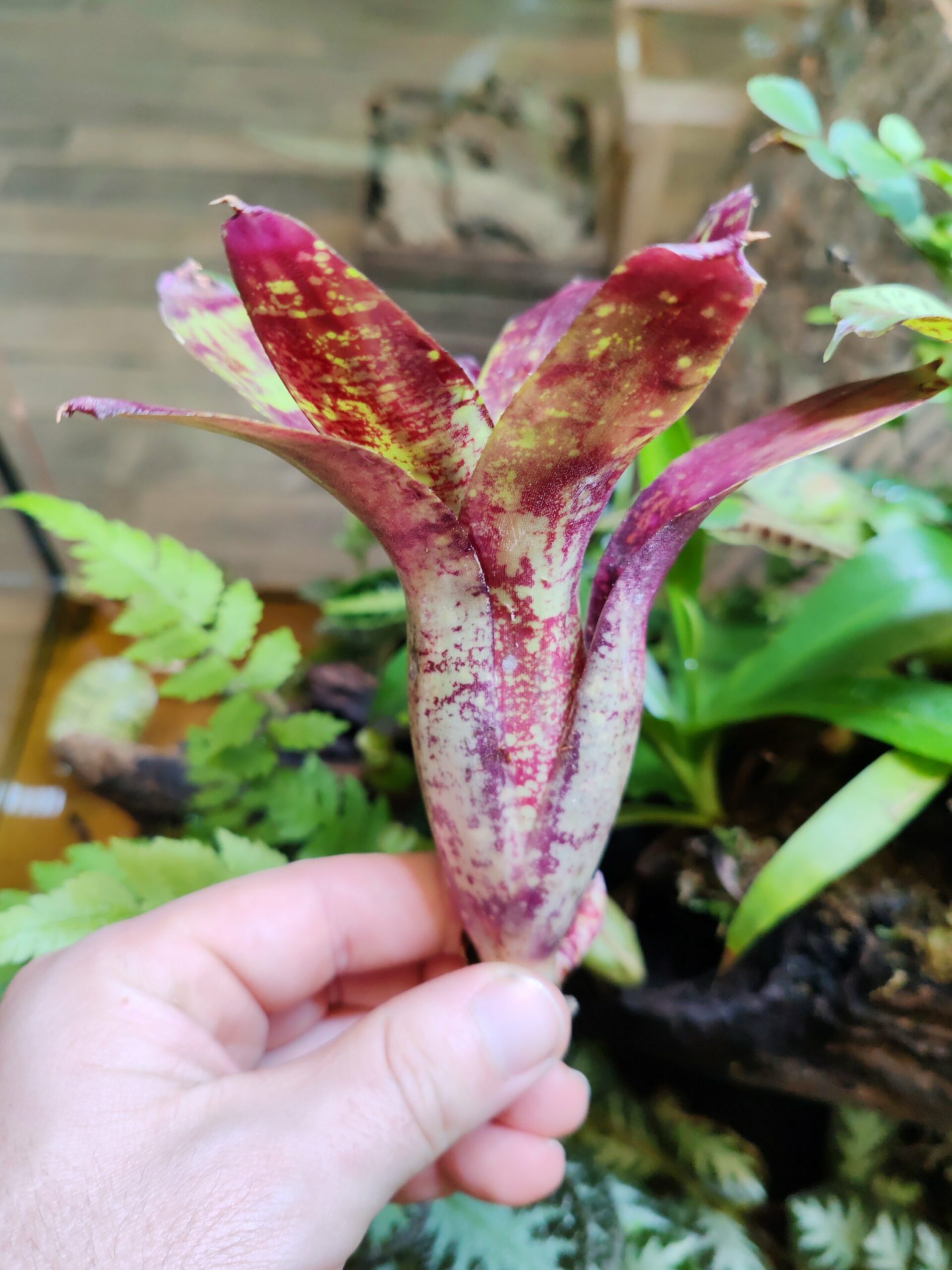 Neoregelia Machupe – Image 2