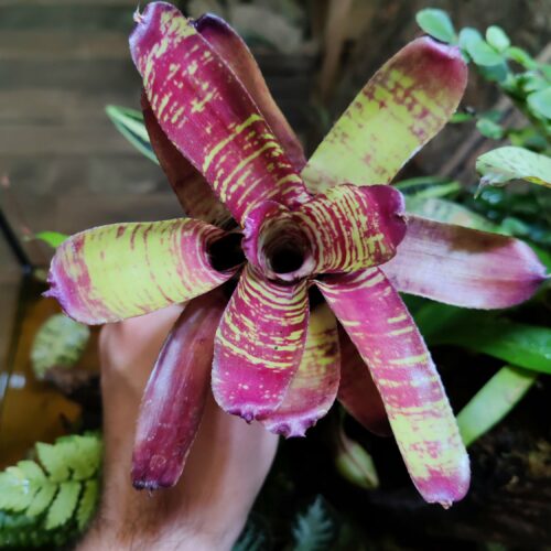 Neoregelia Ghostika