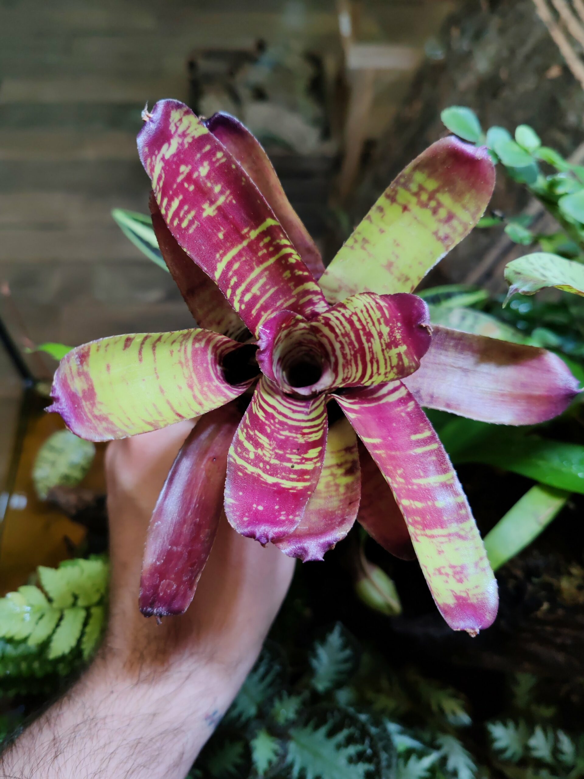 Neoregelia Ghostika