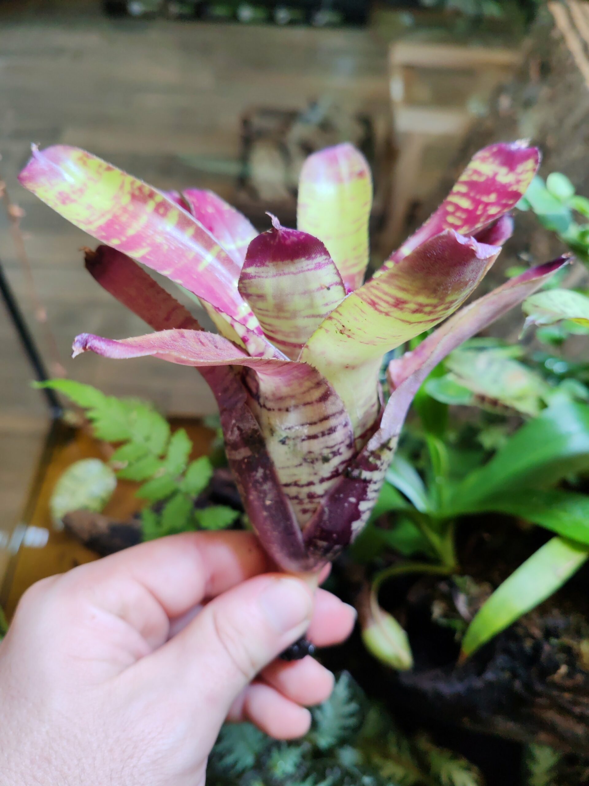 Neoregelia Ghostika – Image 2