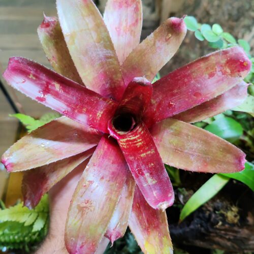 Neoregelia HighSlide
