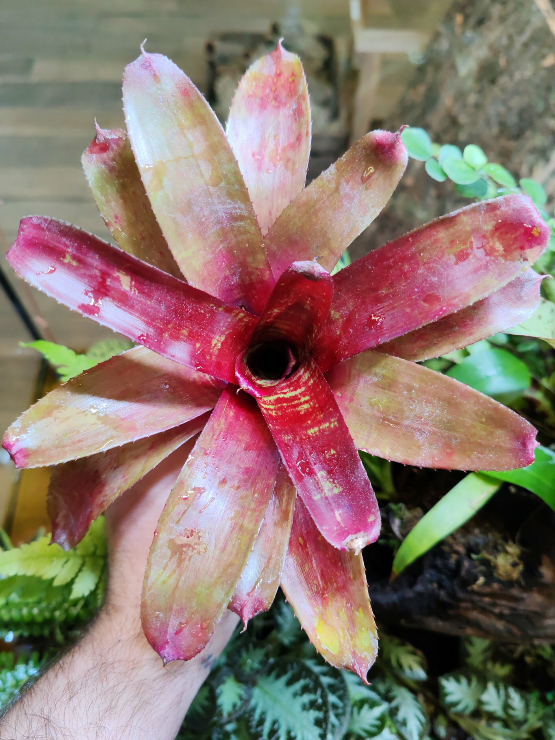 Neoregelia HighSlide
