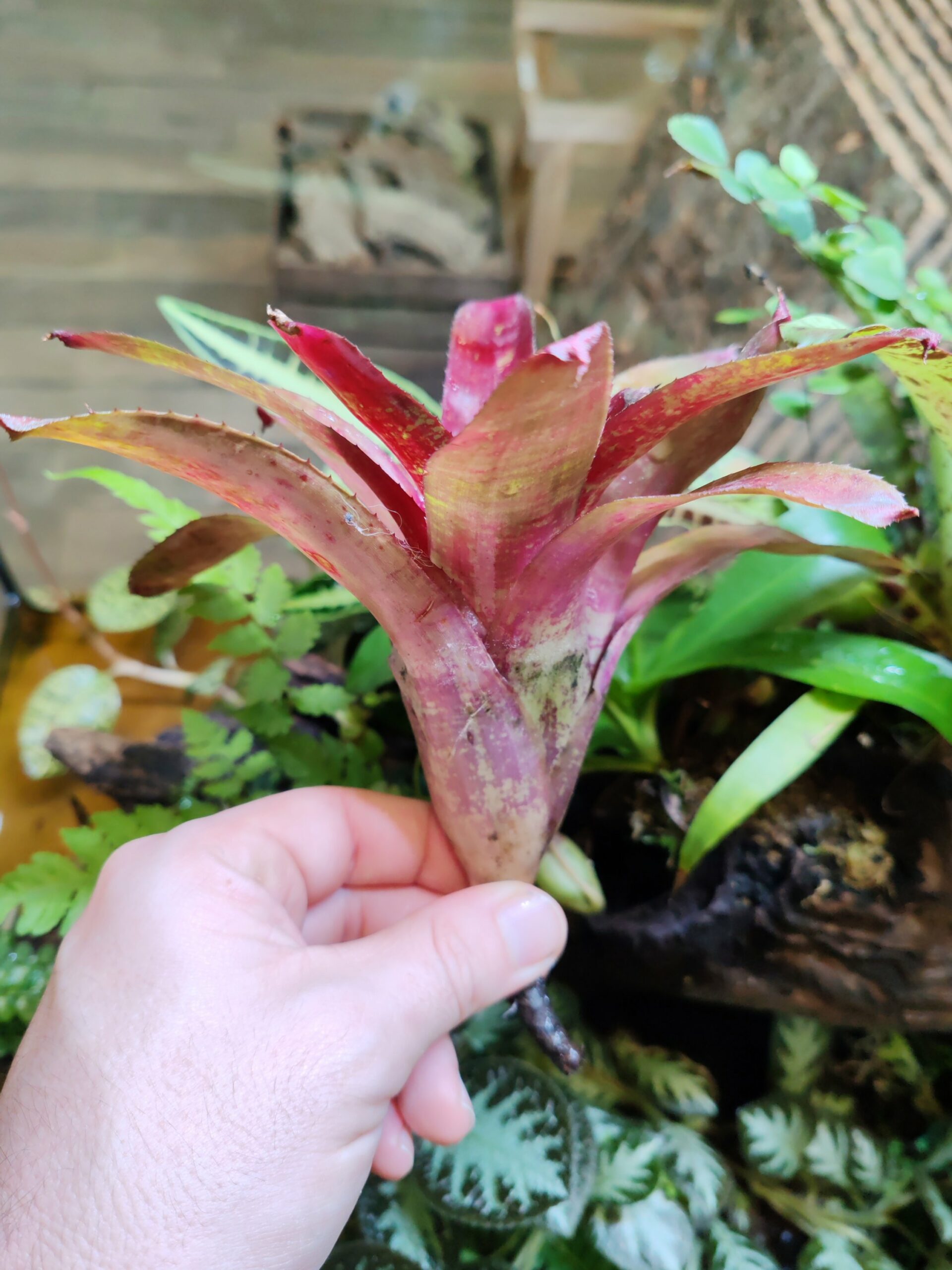 Neoregelia HighSlide – Image 2