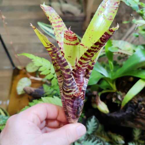 Neoregelia Crocodylus