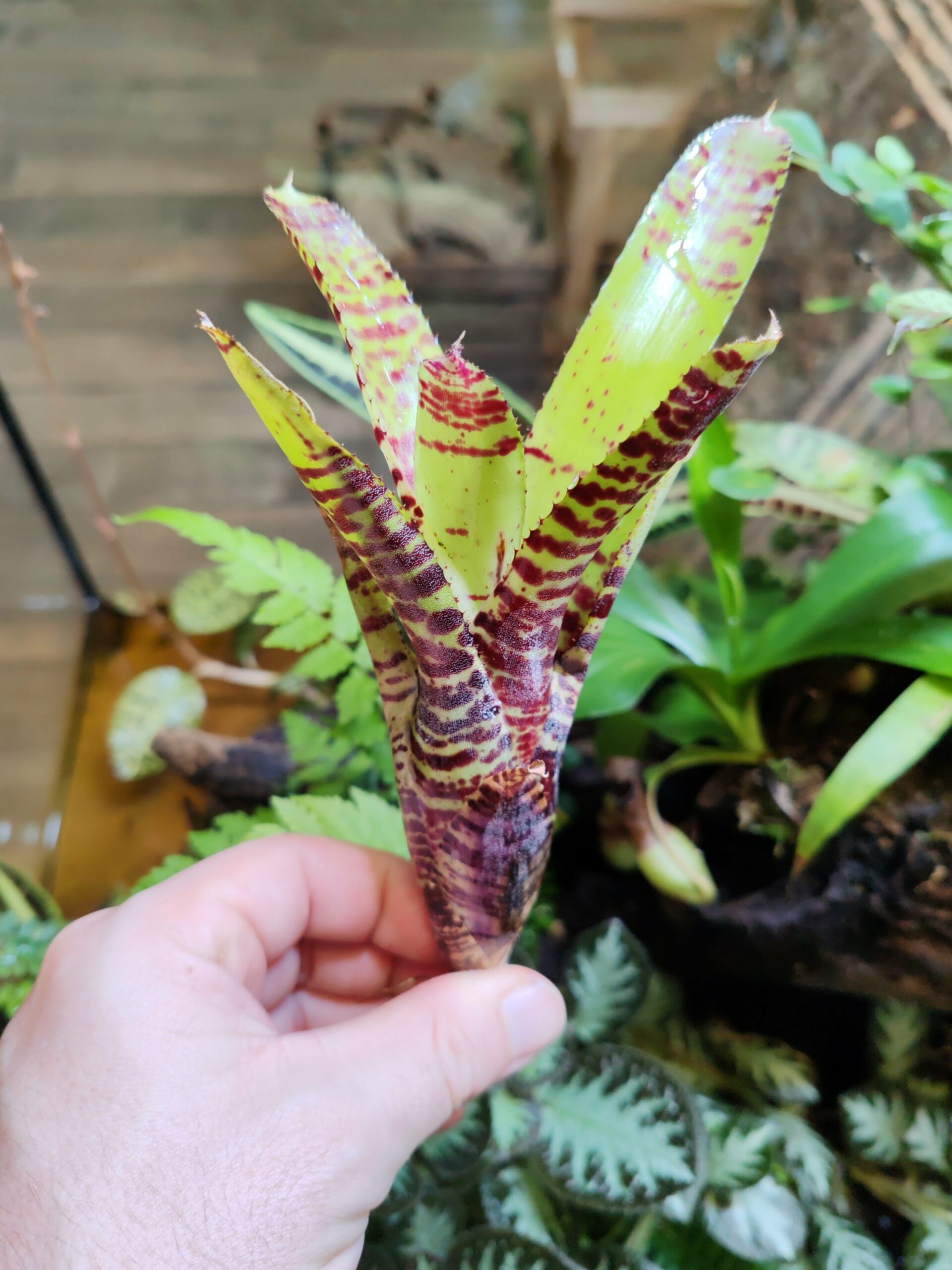 Neoregelia Crocodylus