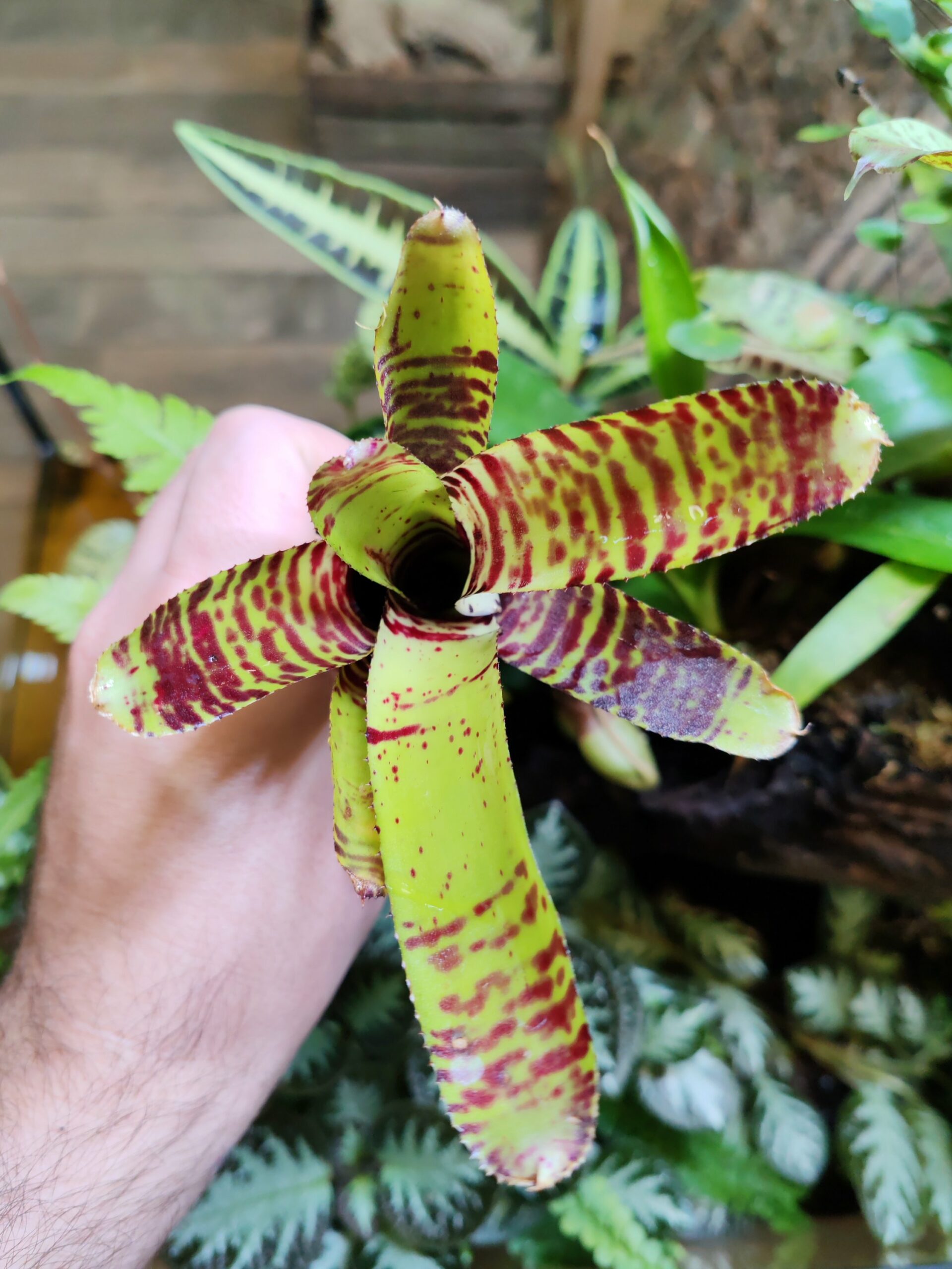 Neoregelia Crocodylus – Image 2