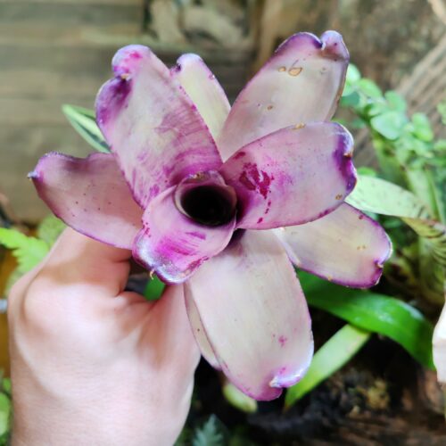 Neoregelia LinkyBird