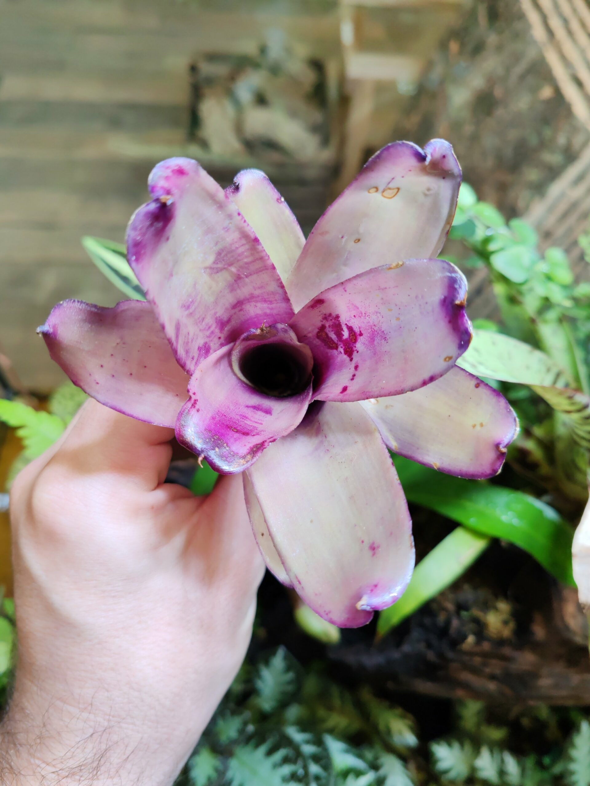 Neoregelia LinkyBird
