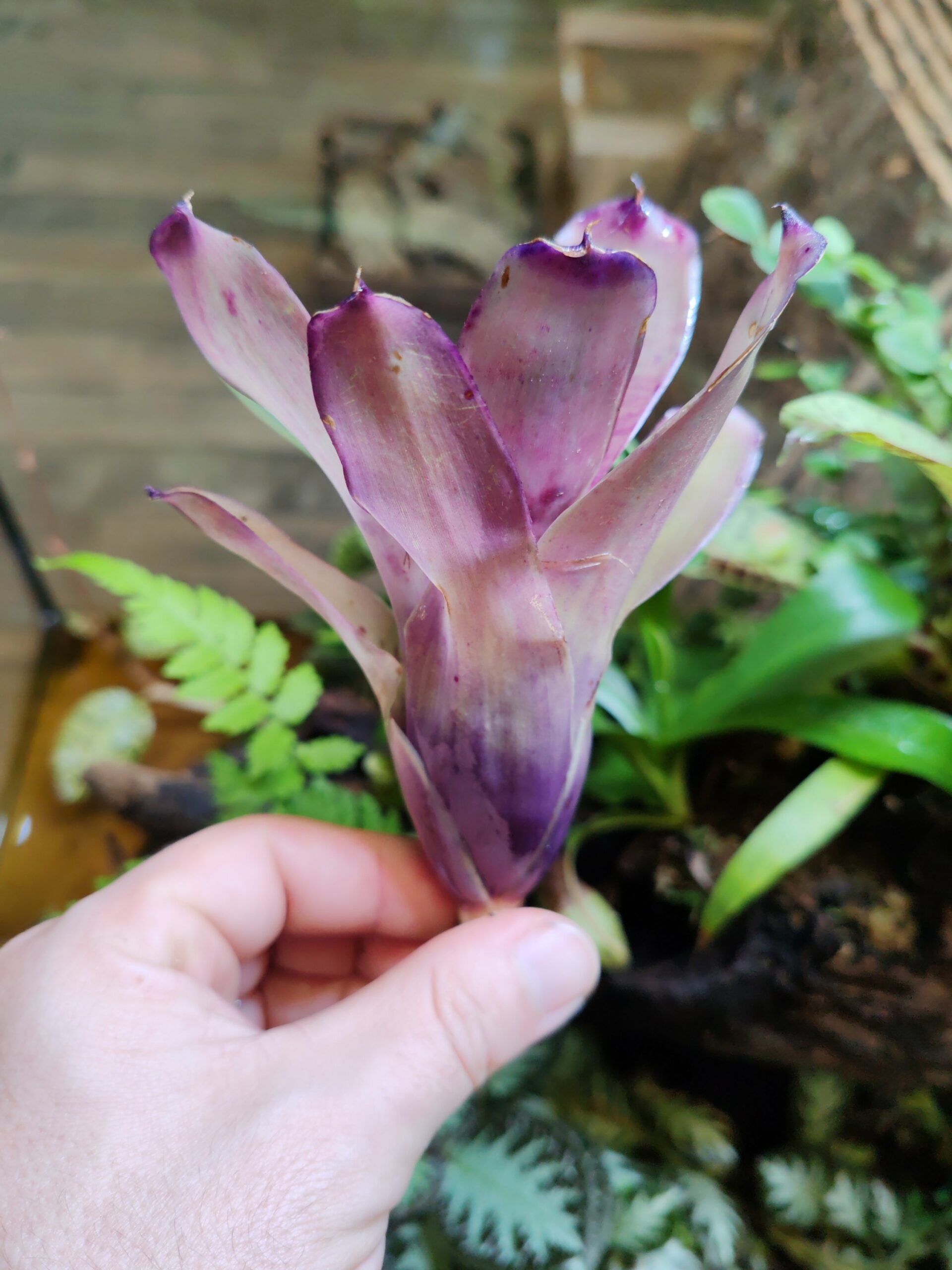 Neoregelia LinkyBird – Image 2