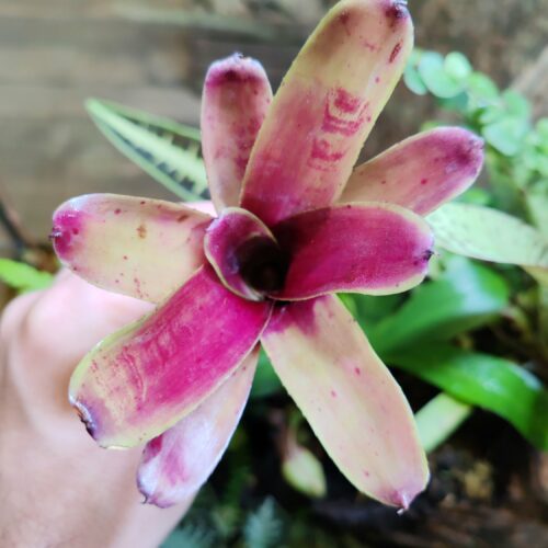 Neoregelia Popikos