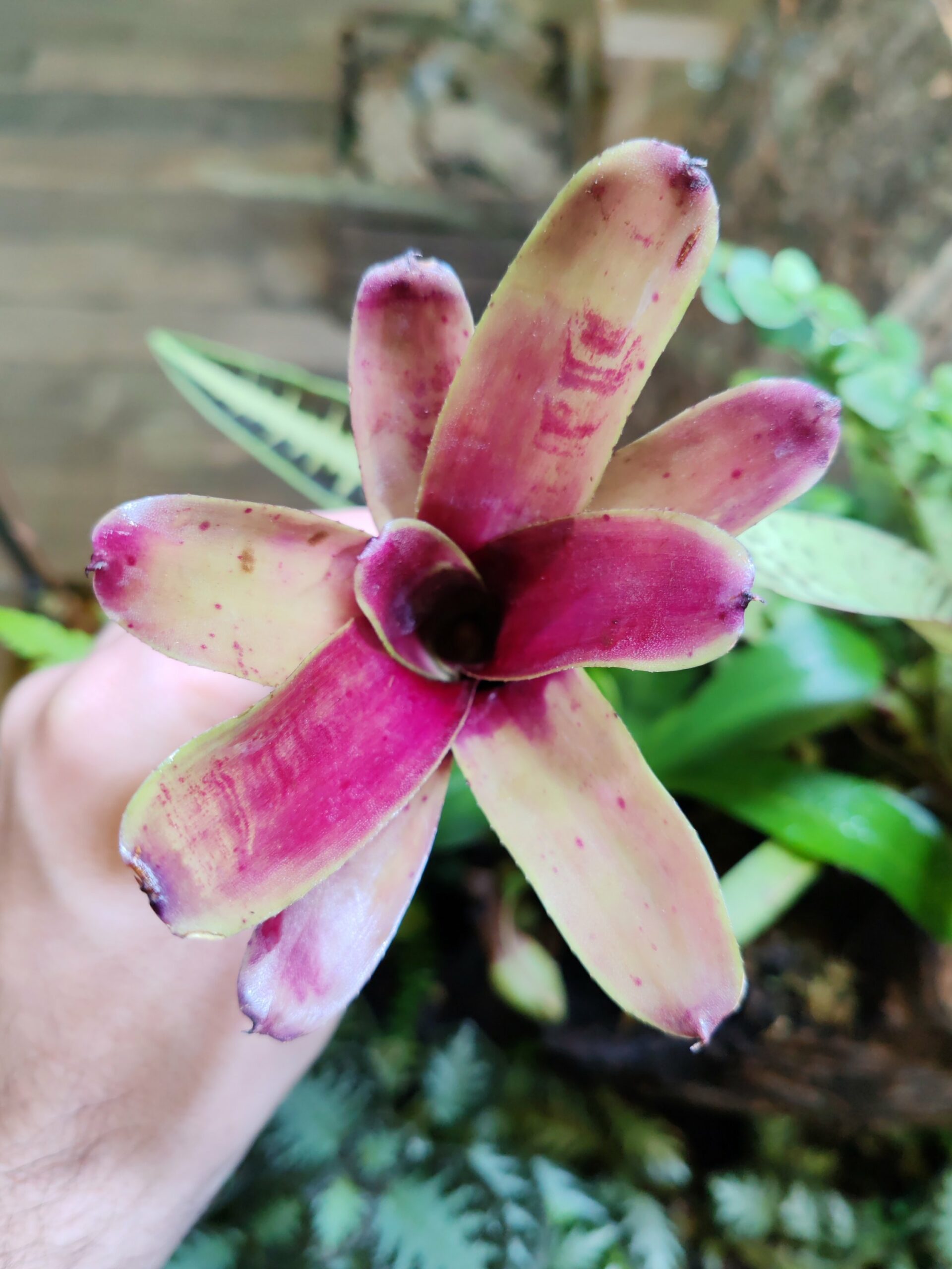 Neoregelia Popikos