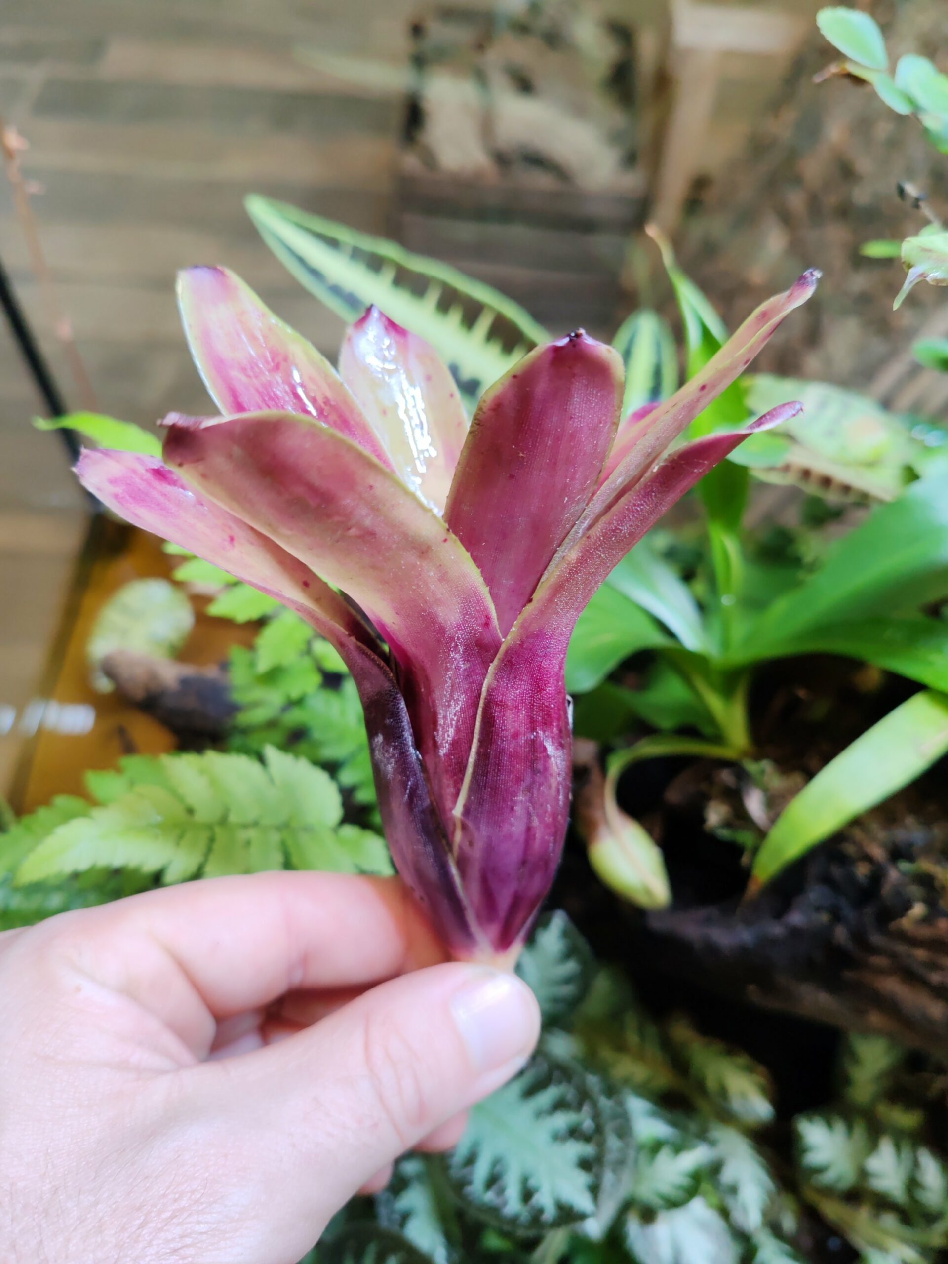 Neoregelia Popikos – Image 2