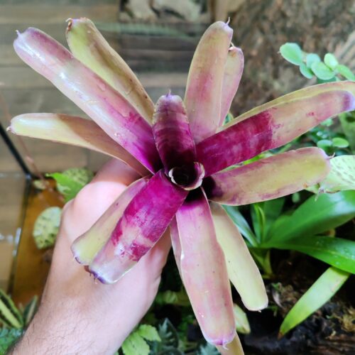 Neoregelia Phippus