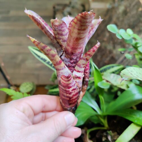 Neoregelia Mini x Hot Tiger