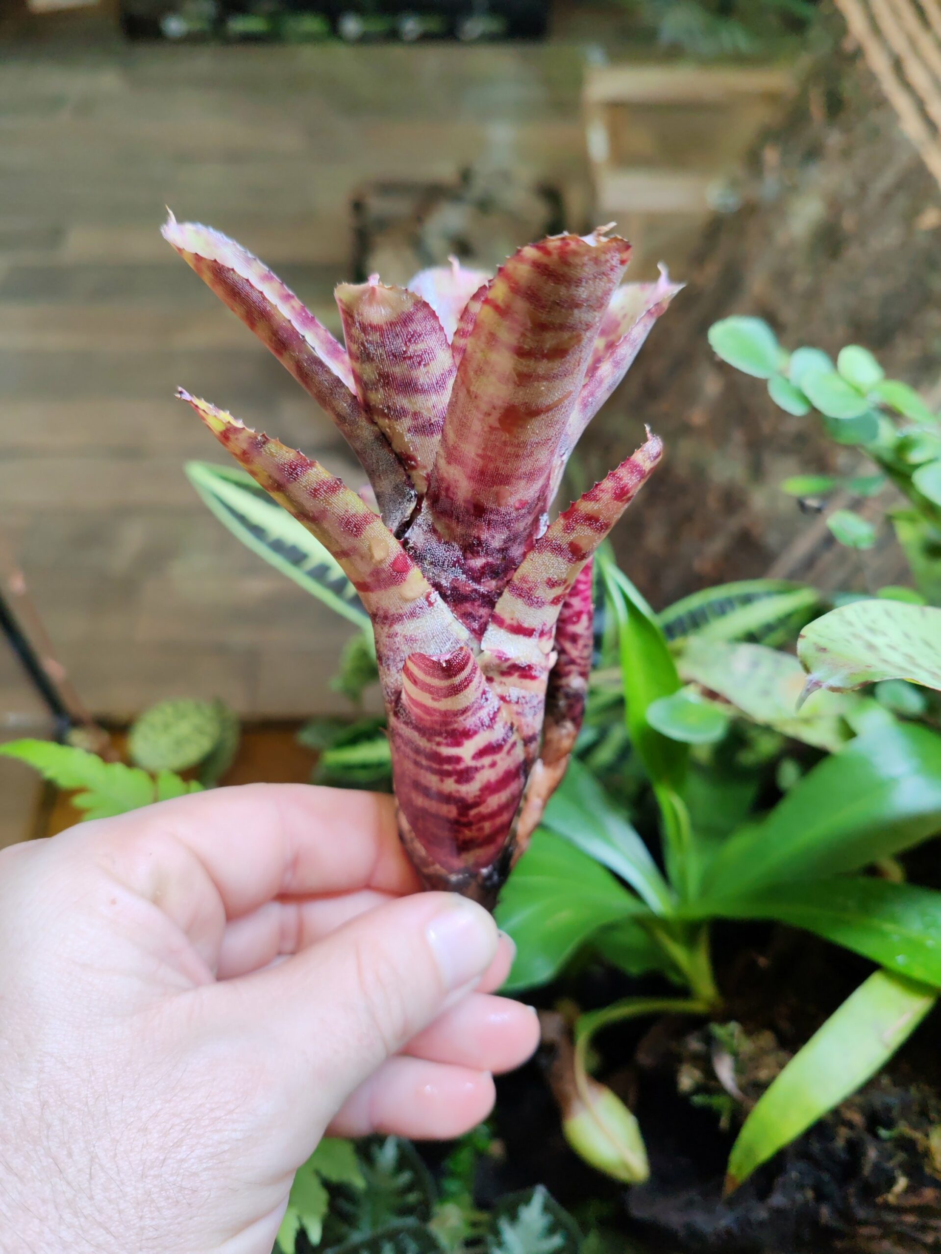 Neoregelia Mini x Hot Tiger