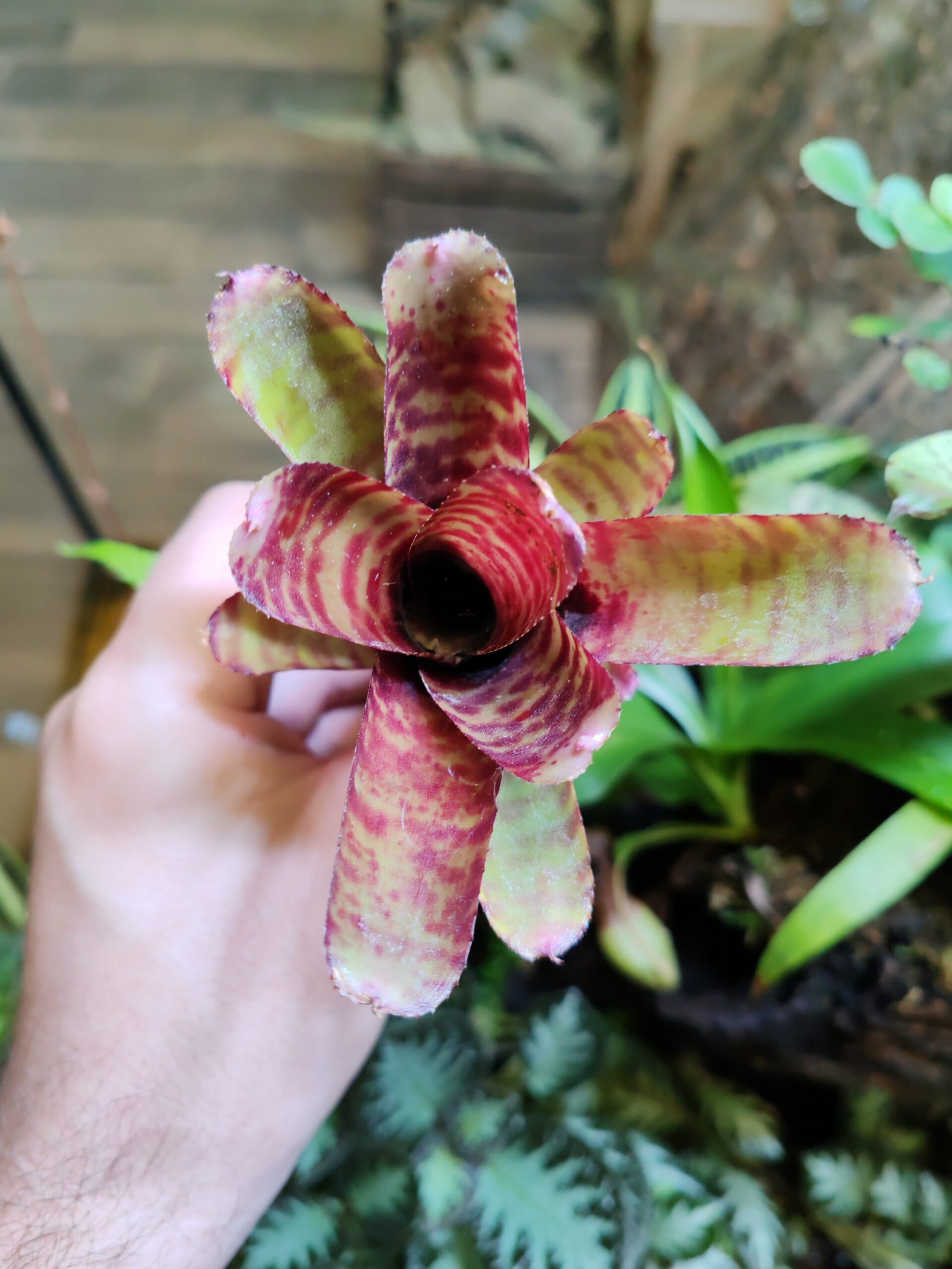 Neoregelia Mini x Hot Tiger – Image 2