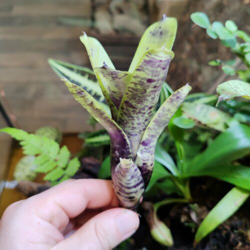 Neoregelia Liliputeana x Blueberry Muffin