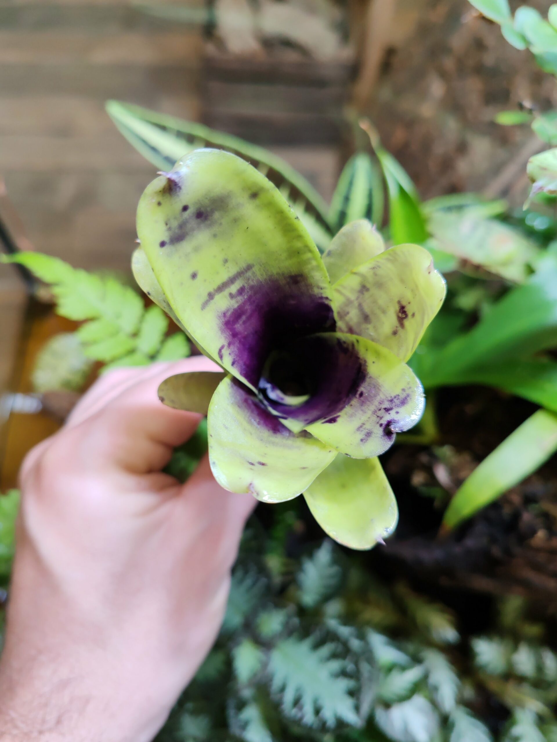 Neoregelia Liliputeana x Blueberry Muffin – Image 2