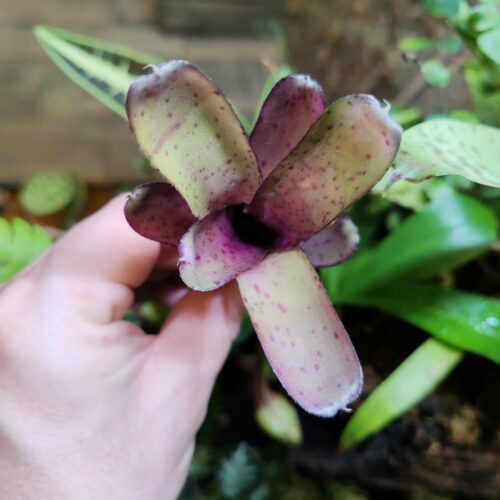 Neoregelia Freckles Light