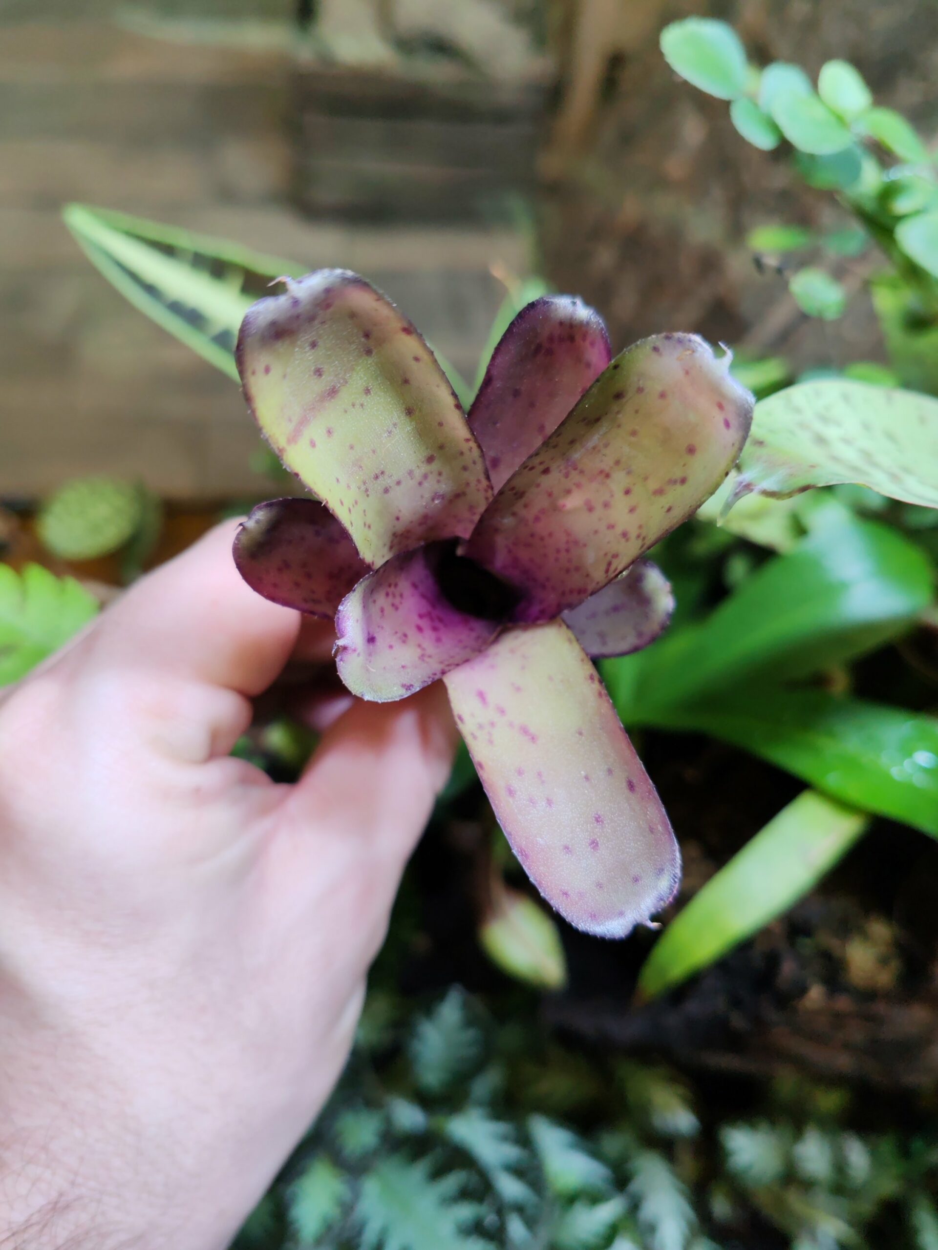 Neoregelia Freckles Light