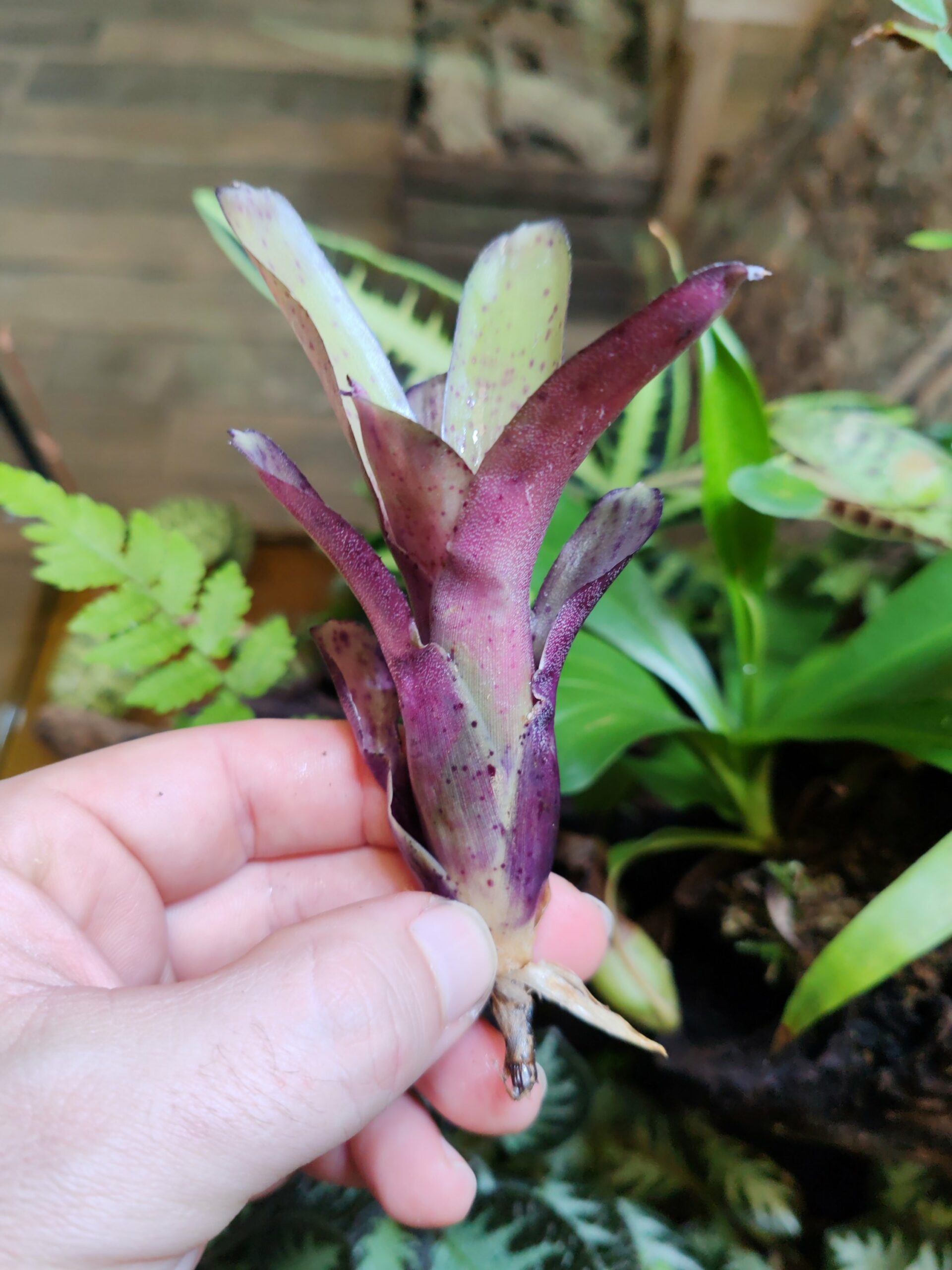 Neoregelia Freckles Light – Image 2