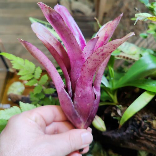 Neoregelia Peperazzi