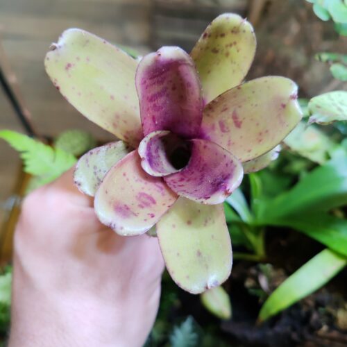 Neoregelia Nikita
